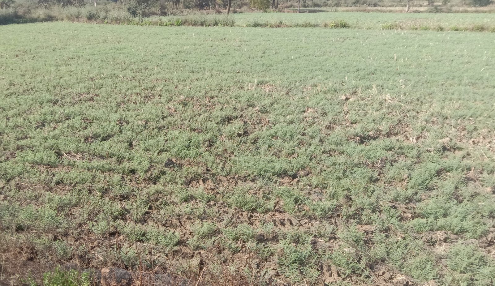 धमतरी: बेमौसम बारिश से किसानों की चिंता बढ़ी, तापमान में आई गिरावट